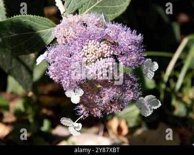 RAUE Hortensie, Hydrangea aspera, érdeslevelű hortenzia, Hongrie, Magyarország, Europe Banque D'Images