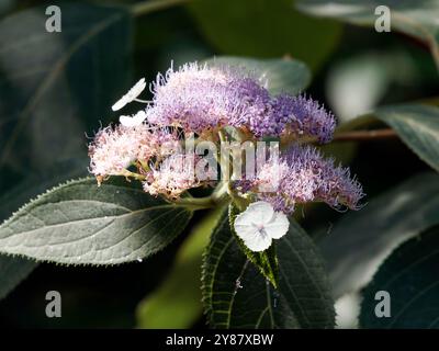 RAUE Hortensie, Hydrangea aspera, érdeslevelű hortenzia, Hongrie, Magyarország, Europe Banque D'Images