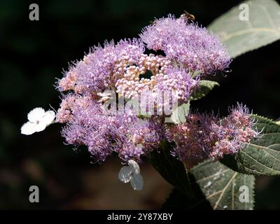 RAUE Hortensie, Hydrangea aspera, érdeslevelű hortenzia, Hongrie, Magyarország, Europe Banque D'Images