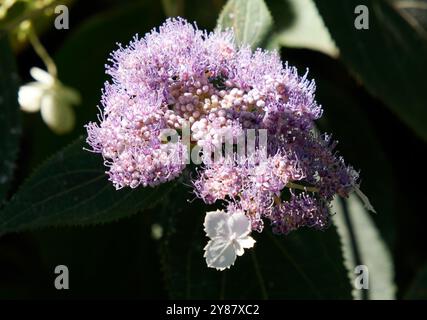 RAUE Hortensie, Hydrangea aspera, érdeslevelű hortenzia, Hongrie, Magyarország, Europe Banque D'Images