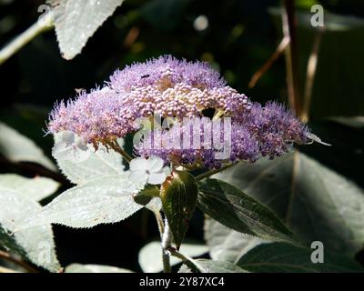 RAUE Hortensie, Hydrangea aspera, érdeslevelű hortenzia, Hongrie, Magyarország, Europe Banque D'Images