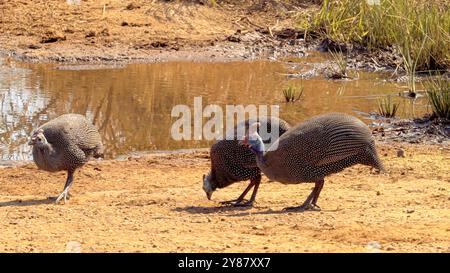 Guineafowl casqué, ou Numida meleagris, dans le parc national Kruger, Afrique du Sud Banque D'Images