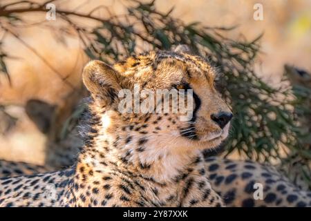 Gros plan de guépard à la recherche d'une proie dans le parc transfrontalier de Kgalagadi, en Afrique du Sud Banque D'Images