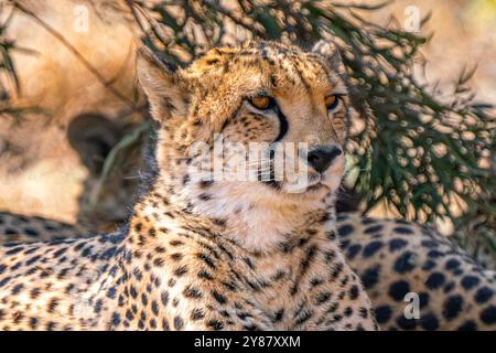 Gros plan de guépard à la recherche d'une proie dans le parc transfrontalier de Kgalagadi, en Afrique du Sud Banque D'Images