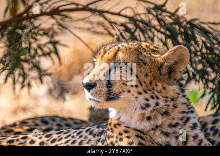 Gros plan de guépard à la recherche d'une proie dans le parc transfrontalier de Kgalagadi, en Afrique du Sud Banque D'Images