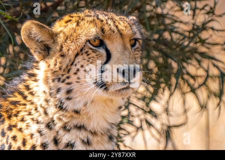 Gros plan de guépard à la recherche d'une proie dans le parc transfrontalier de Kgalagadi, en Afrique du Sud Banque D'Images