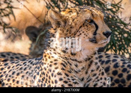 Gros plan de guépard à la recherche d'une proie dans le parc transfrontalier de Kgalagadi, en Afrique du Sud Banque D'Images