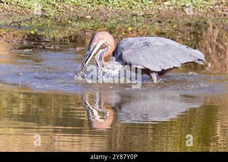 Goliath Heron (ardea goliath) frappant un poisson tout en pêchant au point d'eau avec une membrane nictante au-dessus de l'œil, parc national Kruger, Afrique du Sud Banque D'Images