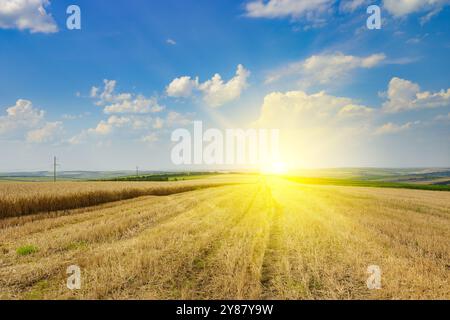 Chaume dans un champ de blé récolté et soleil brillant à l'horizon. Banque D'Images