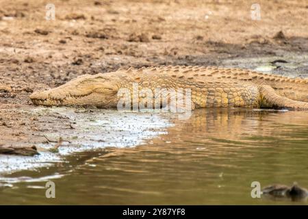 Crocodile dans le parc national Kruger, en Afrique du Sud Banque D'Images