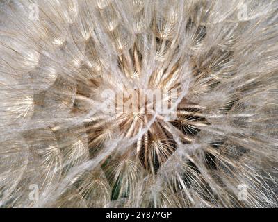 Jack-Go-to-bed-to-midi, salsifis de prairie, barbe de chèvre voyante, Wiesen-Bocksbart, Salsifis des prés, Tragopogon pratensis, bakszakáll, Hongrie, Europe Banque D'Images