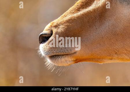 Gros plan sur Impala ou rooibok, ou Aepyceros melampus, une antilope de taille moyenne dans le parc national Kruger, en Afrique du Sud Banque D'Images