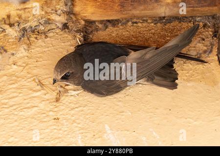 Little Swift (Apus affinis) construisant un nid lié par sa salive, Limpopo, Afrique du Sud utilisant du matériel de nidification capturé sur l'aile Banque D'Images