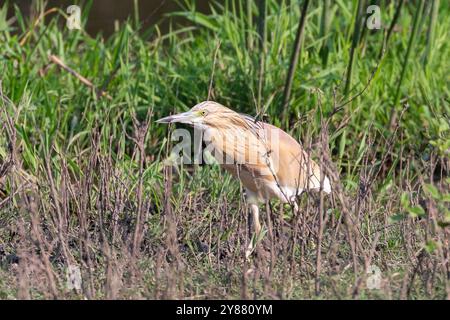 Squacco Heron (Ardeola ralloides) chasse dans les zones humides au coucher du soleil, Limpopo, Afrique du Sud Banque D'Images