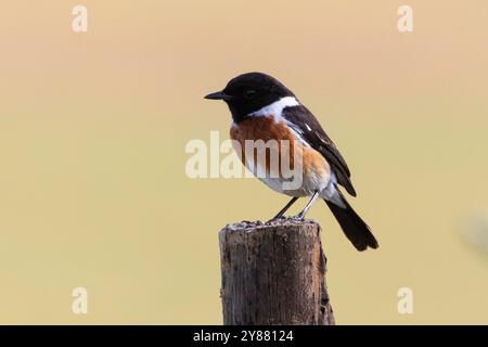 Stonechat africain mâle (Saxicola torquatus) perché sur un poteau de clôture en bois dans des terres agricoles près de Swellendam, Cap occidental, Afrique du Sud Banque D'Images