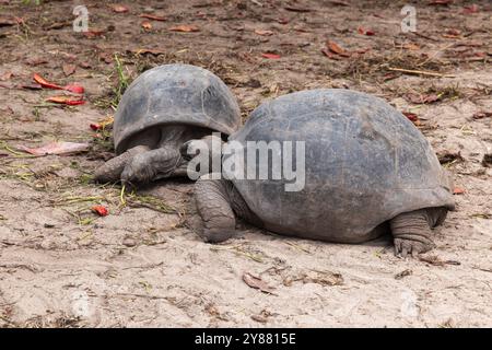 Deux tortues géantes d'aldabra sont sur le sol dans la nature. Aldabrachelys gigantea. Îles Seychelles Banque D'Images