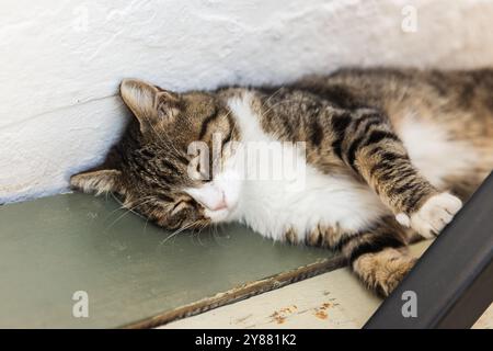 Chat rayé est allongé sur le banc devant le mur blanc Banque D'Images