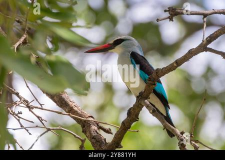 Martin pêcheur des bois (Halcyon senegalensis) dans le parc national Kruger, en Afrique du Sud Banque D'Images