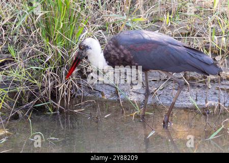 Cigogne à col laineux (Ciconia microscelis) d'Afrique pataugant dans l'habitat humide Parc national Kruger, Afrique du Sud Banque D'Images