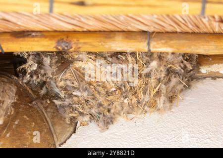 Little Swift (Apus affinis) nid lié par sa salive construite sous les avant-toiTS d'un chalet de chaume, Limpopo, Afrique du Sud. Banque D'Images