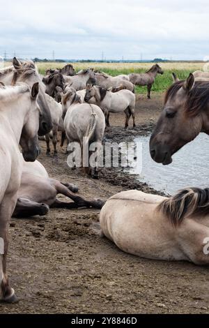 Les poneys Konik se sont rassemblés autour d'un étang d'arrosage dans la réserve naturelle de Wicken Fen du Wicken Cambridgeshire England Banque D'Images