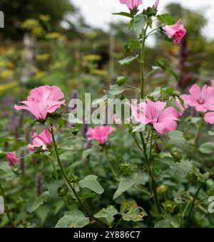 Fleur rose mauve en fleur dans le jardin Banque D'Images