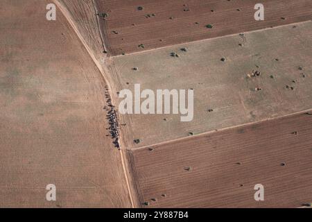 La vue depuis une montgolfière d'un berger et de son troupeau, marchant dans le désert d'Agafa près de Marrakech, Maroc au lever du soleil Banque D'Images