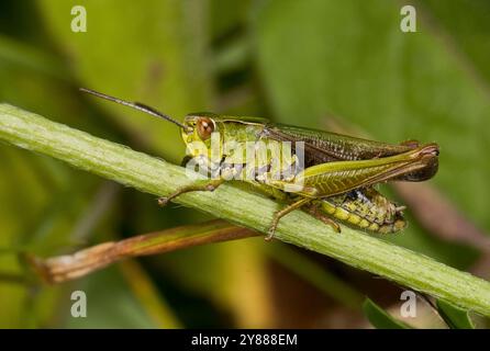 Une sauterelle verte commune, Omocestus viridulus, reposant sur une tige diagonale sur la photo. Il est bien ciblé et a de bons détails. Banque D'Images