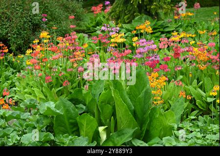 Fleurs de printemps mélangées de primroses candélabres, hybrides candélabres Primula et chou mouffette asiatique Lysichiton camtschatcensis dans le jardin britannique mai Banque D'Images