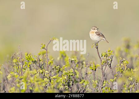 Femelle de Sibérie Stonechat (Saxicola maurus) perchée sur une brindille. Banque D'Images