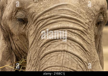 Cette image présente une vue rapprochée du visage d’un éléphant, en se concentrant sur la texture et les détails de sa peau, qui montre des rides et des plis profonds. Banque D'Images