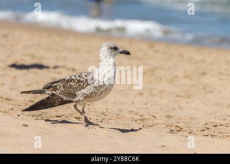 Cette image capture une mouette juvénile debout sur une plage de sable avec de douces vagues en arrière-plan. Banque D'Images