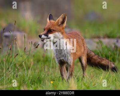 Jeune renard roux plein de caractère [vulpes vulpes] à Bristol Royaume-Uni Banque D'Images