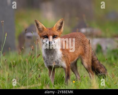 Jeune renard roux plein de caractère [vulpes vulpes] à Bristol Royaume-Uni Banque D'Images