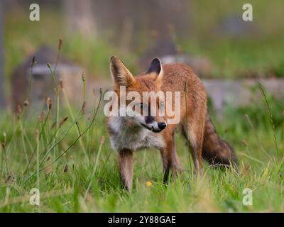 Jeune renard roux plein de caractère [vulpes vulpes] à Bristol Royaume-Uni Banque D'Images