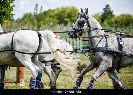 Parcours d'obstacles en calèche. Entraînement équestre avec quatre chevaux blancs en main pour les courses attelées Banque D'Images