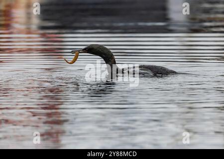 Cormoran pélagique avec Saddleback Gunnel à Bill, Marina de Bremerton, Bremerton, État de Washington, États-Unis Banque D'Images