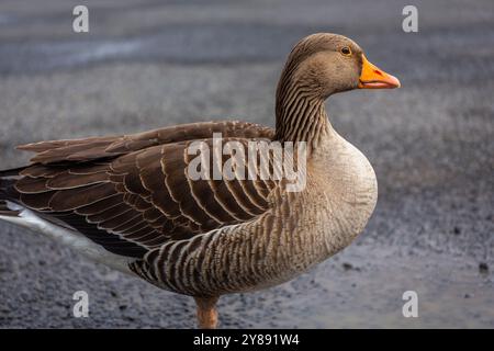 Oie gris (Anser anser) oiseau migrateur au plumage brun et au bec orange, Islande. Banque D'Images