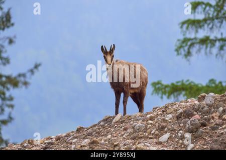 Chamois (Rupicapra rupicapra), debout sur un sol rocheux et observant ses environs, printemps, Suisse, Europe Banque D'Images