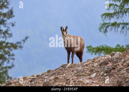 Chamois (Rupicapra rupicapra), debout sur un sol rocheux et observant ses environs, printemps, Suisse, Europe Banque D'Images