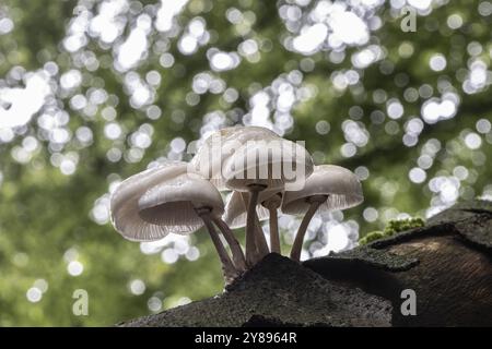 Coléoptère bave du hêtre annelé (Oudemansiella mucida), Emsland, basse-Saxe, Allemagne, Europe Banque D'Images