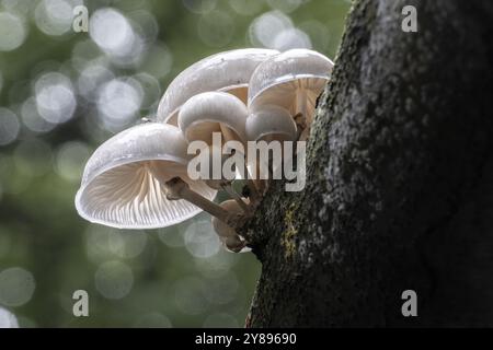 Coléoptère bave du hêtre annelé (Oudemansiella mucida), Emsland, basse-Saxe, Allemagne, Europe Banque D'Images