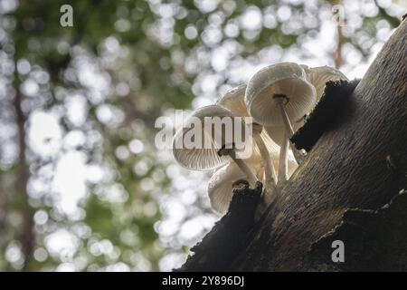 Coléoptère bave du hêtre annelé (Oudemansiella mucida), Emsland, basse-Saxe, Allemagne, Europe Banque D'Images