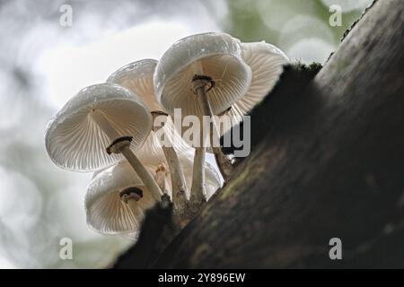 Coléoptère bave du hêtre annelé (Oudemansiella mucida), Emsland, basse-Saxe, Allemagne, Europe Banque D'Images