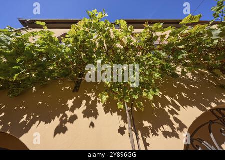 Vignes nobles (Vitis vinifera) sur la façade d'une maison à Miltenberg, basse-Franconie, district de Miltenberg, Bavière, Allemagne, Europe Banque D'Images