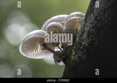 Coléoptère bave du hêtre annelé (Oudemansiella mucida), Emsland, basse-Saxe, Allemagne, Europe Banque D'Images