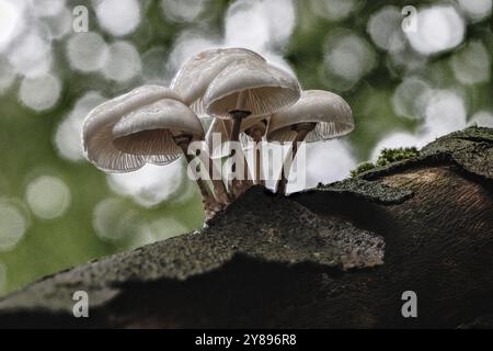 Coléoptère bave du hêtre annelé (Oudemansiella mucida), Emsland, basse-Saxe, Allemagne, Europe Banque D'Images