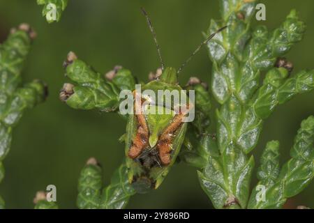 Buntrock de punaise (Cyphostetus tristiatus sur les feuilles vertes de la plante Thuja dans la nature, Bade-Wuerttemberg, Allemagne, Europe Banque D'Images