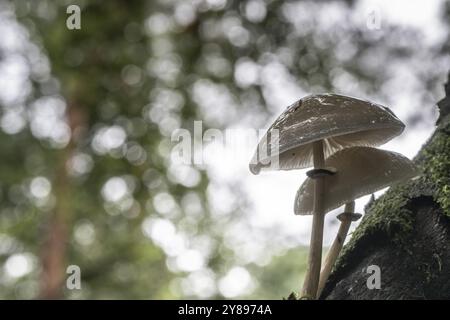 Coléoptère bave du hêtre annelé (Oudemansiella mucida), Emsland, basse-Saxe, Allemagne, Europe Banque D'Images