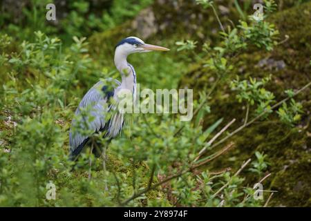 Héron gris (Ardea cinerea), debout au milieu de buissons verts et d'arbres, entouré par la nature et une atmosphère calme, Suisse, Europe Banque D'Images